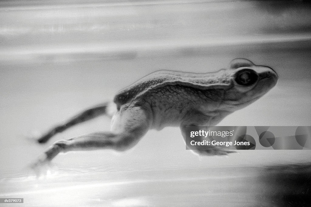 Side view of shiny frog jumping
