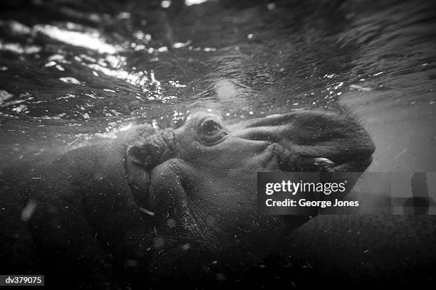 profile of hippo underwater - jones stock pictures, royalty-free photos & images