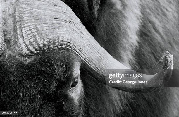 close-up of buffalo face & horn - jones stock pictures, royalty-free photos & images