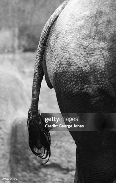 rhinoceros rump - jones stock pictures, royalty-free photos & images