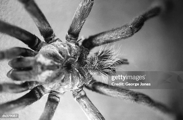 underside of tarantula - jones stock pictures, royalty-free photos & images