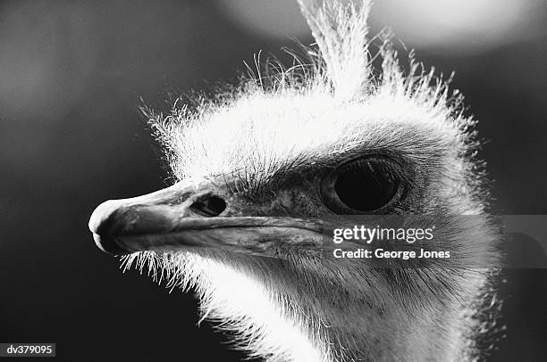 close-up of ostrich head - jones stock pictures, royalty-free photos & images
