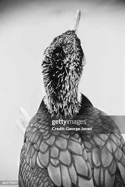 head-top view of bird with tipped feathers - jones stock pictures, royalty-free photos & images