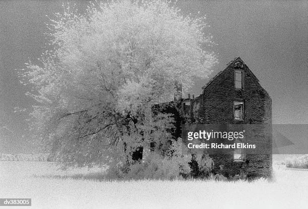 house with bushy blooming tree - bushy stock pictures, royalty-free photos & images
