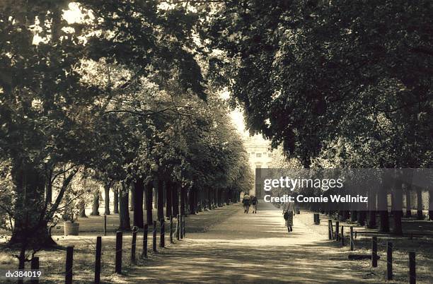 people walking in shady lane - connie stock pictures, royalty-free photos & images