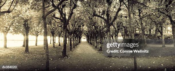 rows of trees in park - connie stock pictures, royalty-free photos & images