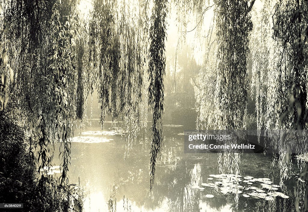 Trees hanging over pond at Giverny