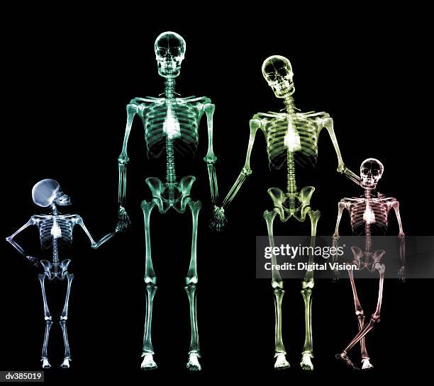 family of skeletons - human skeleton stock pictures, royalty-free photos & images