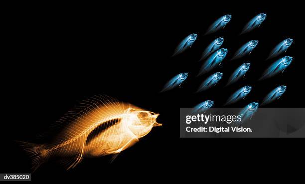 skeleton of big fish chasing smaller fish - big fish stock pictures, royalty-free photos & images