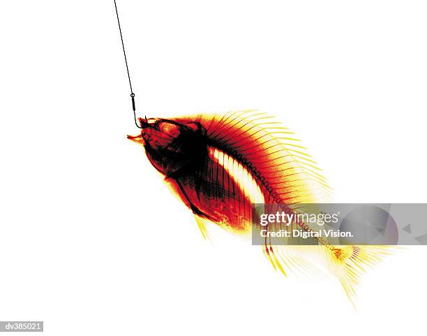Fish Getting X Ray 80 Fish Coloured Xray Stock Photos, High-Res Pictures, and Images ...