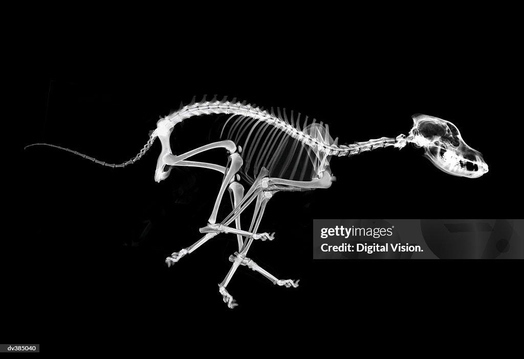Skeleton of running dog