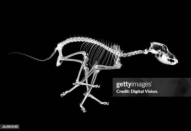 skeleton of running dog - animal skeleton - fotografias e filmes do acervo