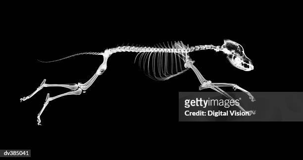 skeleton of running dog - scheletro foto e immagini stock