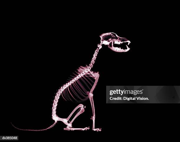 skeleton of sitting dog - vertebrate foto e immagini stock