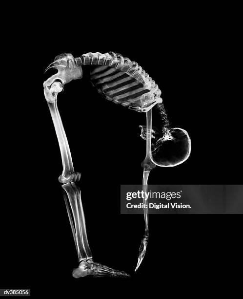 skeleton bending forward touching toes - touch toes stock-fotos und bilder