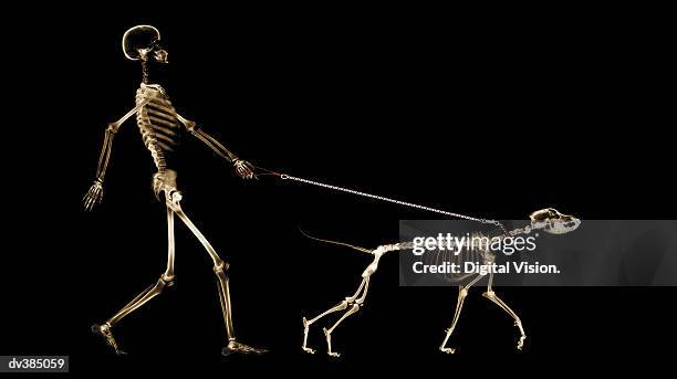 x-ray of dog on leash pulling master - skeletons stock-fotos und bilder