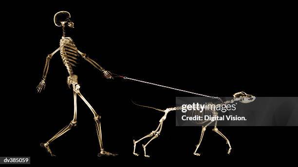 x-ray of dog on leash pulling master - 動物の骸骨 ストックフォトと画像