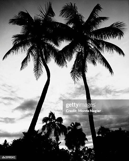 Palm Trees High-Res Stock Photo