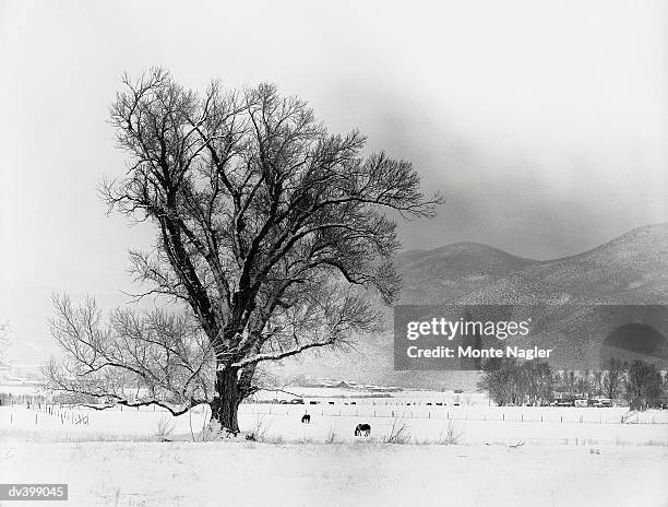 horses grazing in winter - carson city ストックフォトと画像