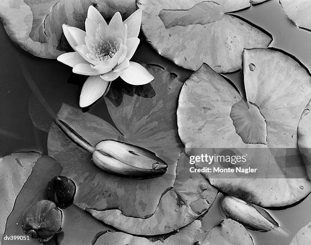 lily pads - monte stock pictures, royalty-free photos & images