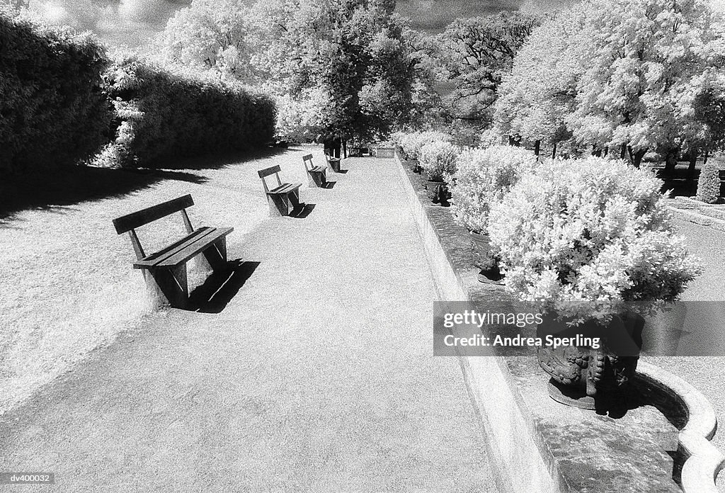 Row of park benches and trees