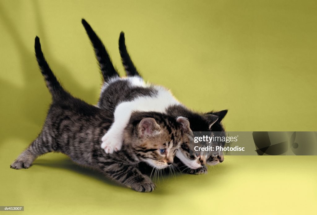 Three kittens hugging each other