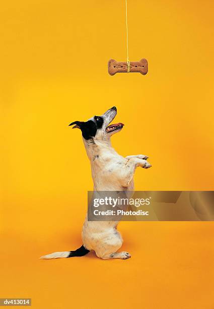 jack russell begging - animal tricks foto e immagini stock