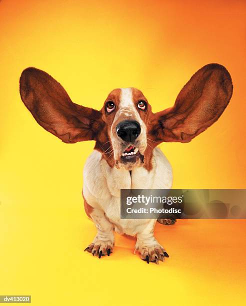 basset hound with ears flying - basset stock-fotos und bilder