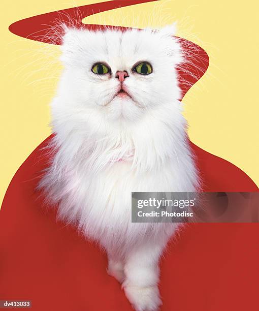 white persian walking on red carpet - pampered pets stock pictures, royalty-free photos & images