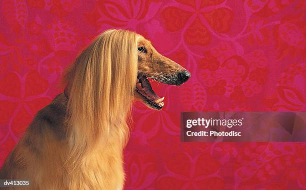 afghan hound profile - gestalt stock-fotos und bilder