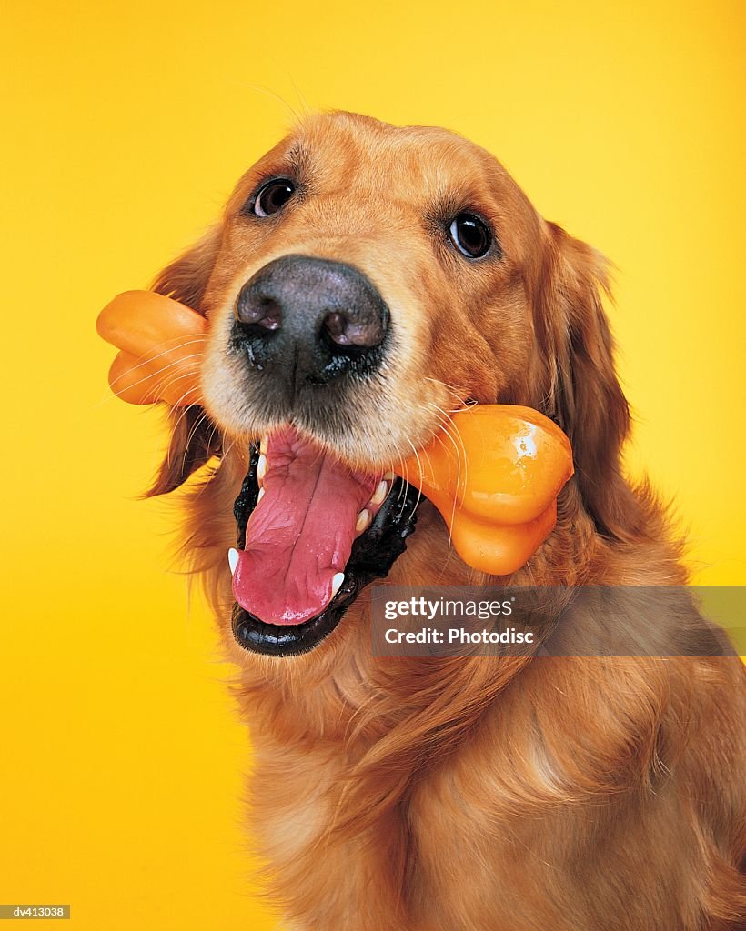 Golden Retriever with bone in mouth