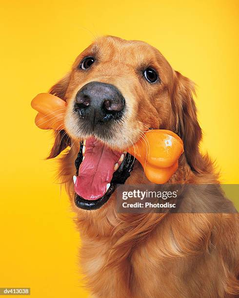 golden retriever with bone in mouth - dog bone stock pictures, royalty-free photos & images