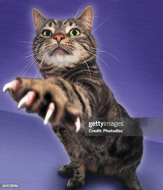 tabby cat with paw outstretched - tabby stock pictures, royalty-free photos & images