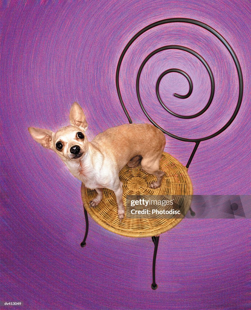 Chihuahua on chair