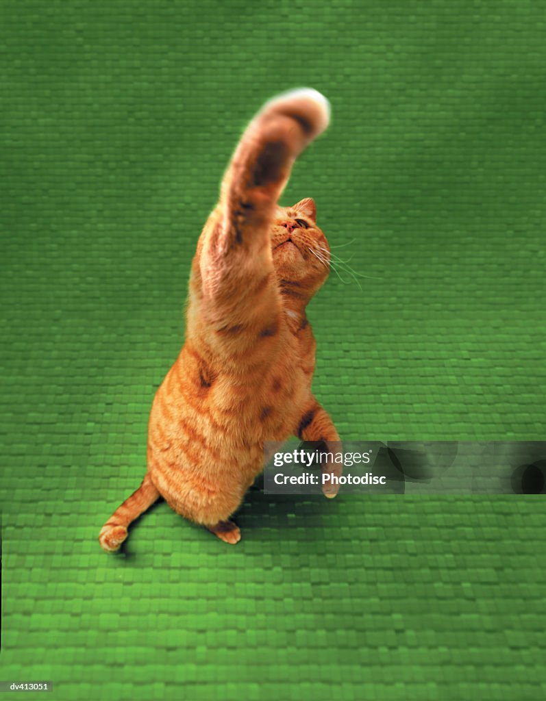 Ginger cat stretching out paw