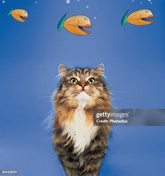 tabby persian cat staring up at fish - tabby stock illustrations