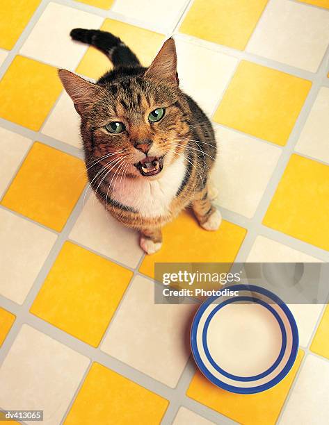 hungry tabby cat - tabby stock pictures, royalty-free photos & images