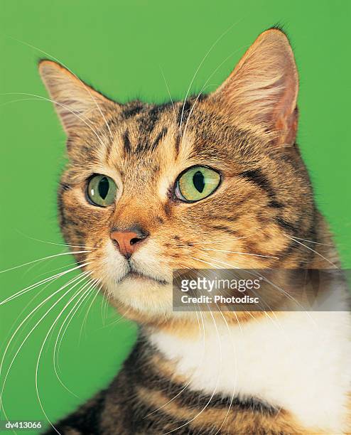 tabby cat close up - tabby stock pictures, royalty-free photos & images