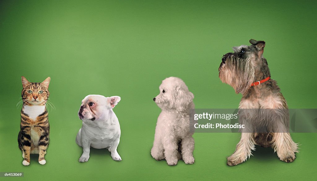 One cat with three dogs
