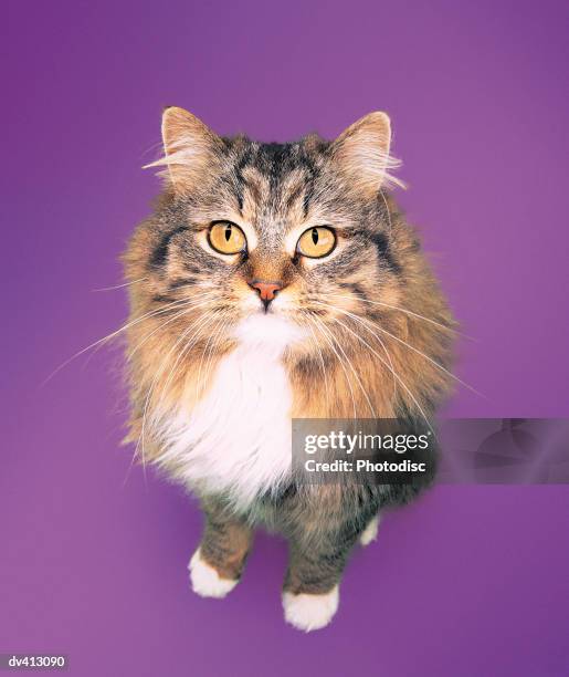 persian tabby - tabby stock pictures, royalty-free photos & images