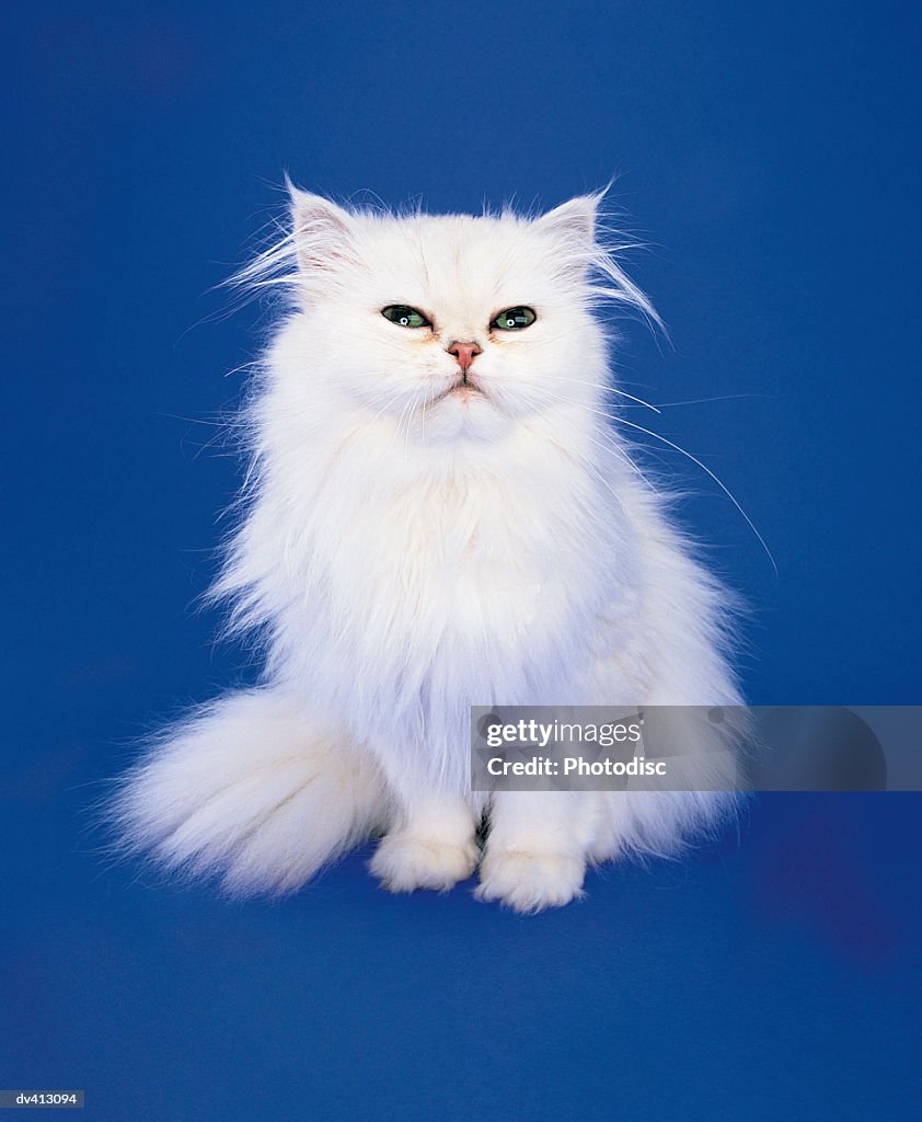 White Persian Cat