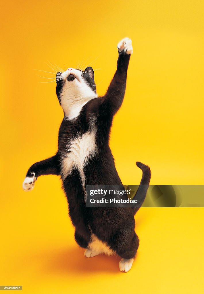 Black and white cat reaching upwards