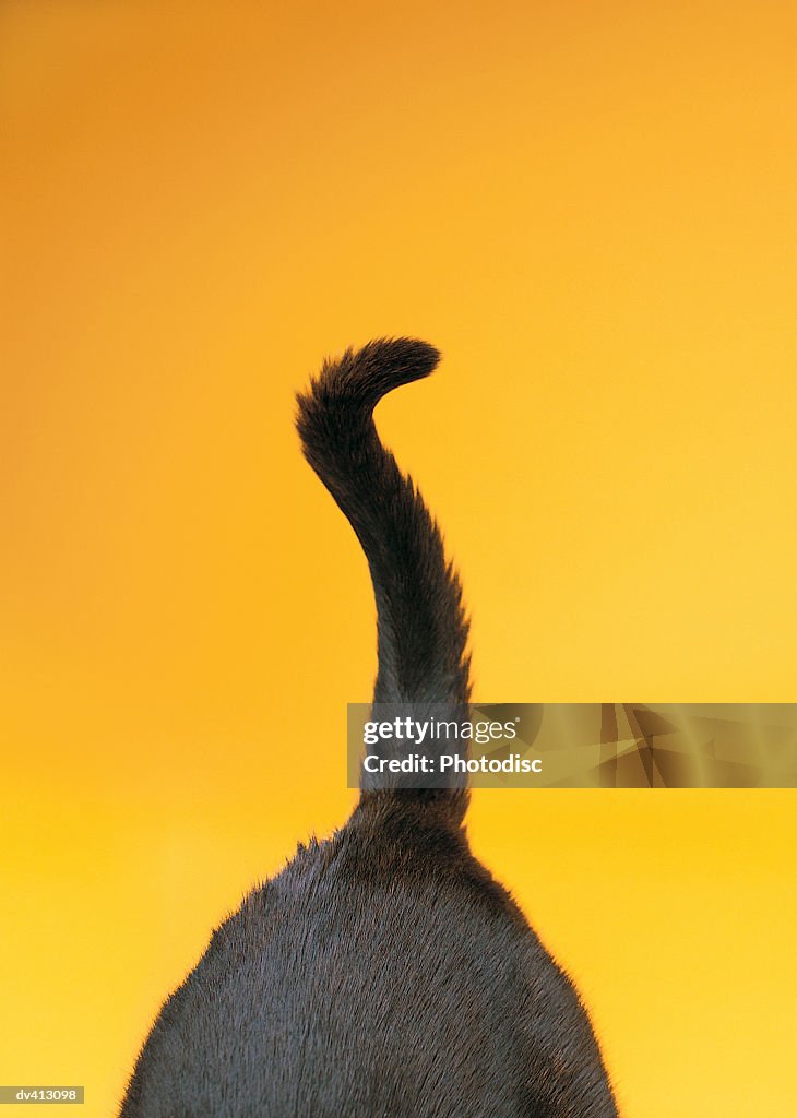 Black cat's tail