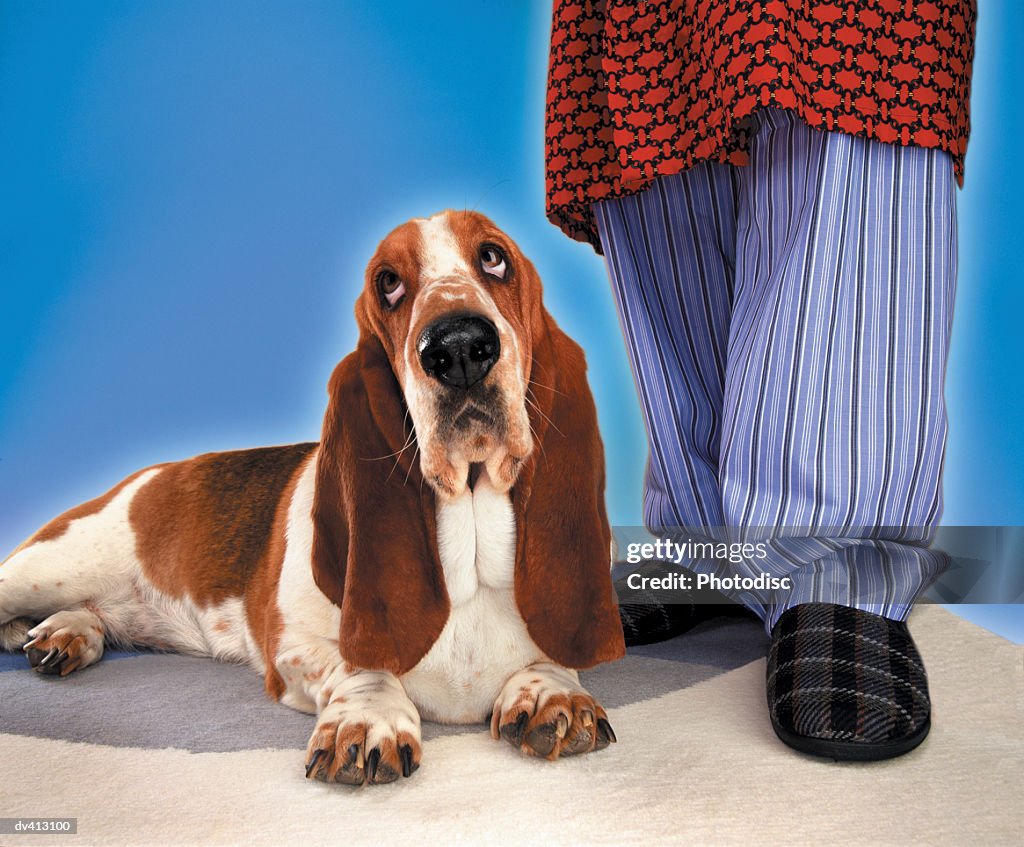 Basset Hound next to person wearing slippers