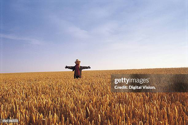 scarecrow in wheatfield - scarecrow agricultural equipment stock-fotos und bilder