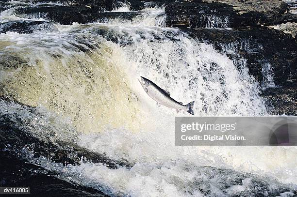 salmon leaping, river tay, scotland, uk - fish jumping stock pictures, royalty-free photos & images