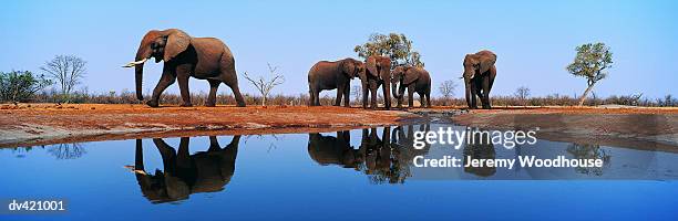 african elephant bulls (loxodonta africana) - savuti reserve stock pictures, royalty-free photos & images