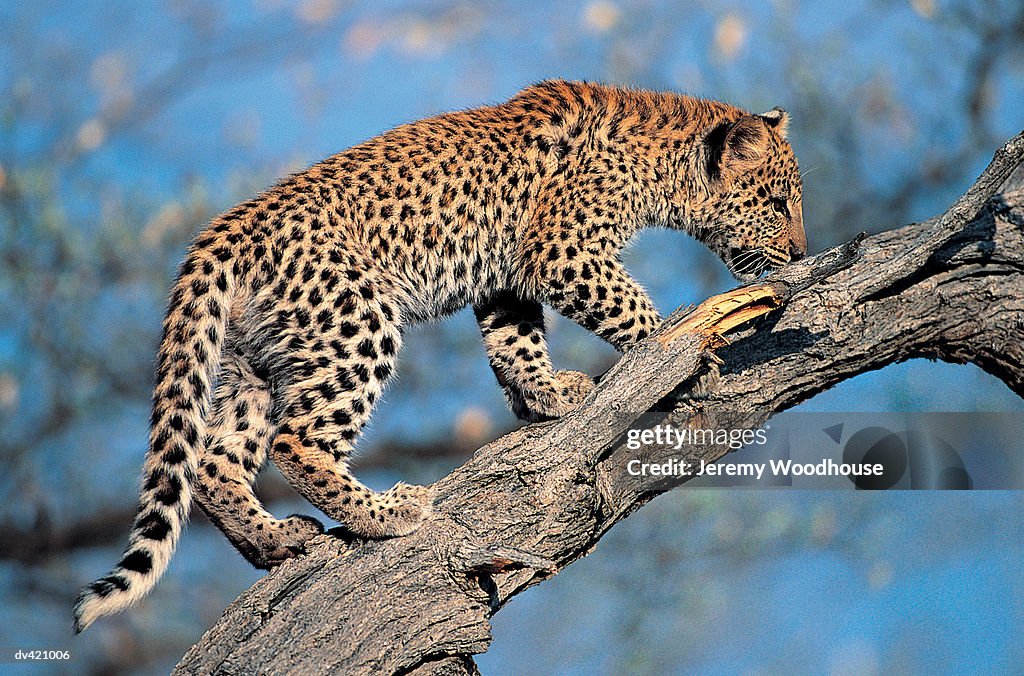 Leopard Cub (Panthera pardus)