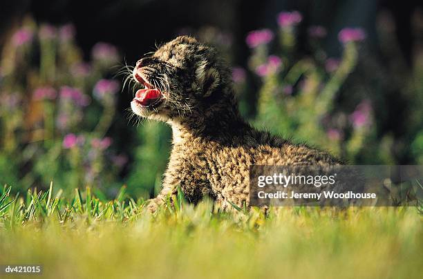 leopard cub (panthera pardus) - leopard cub stock pictures, royalty-free photos & images