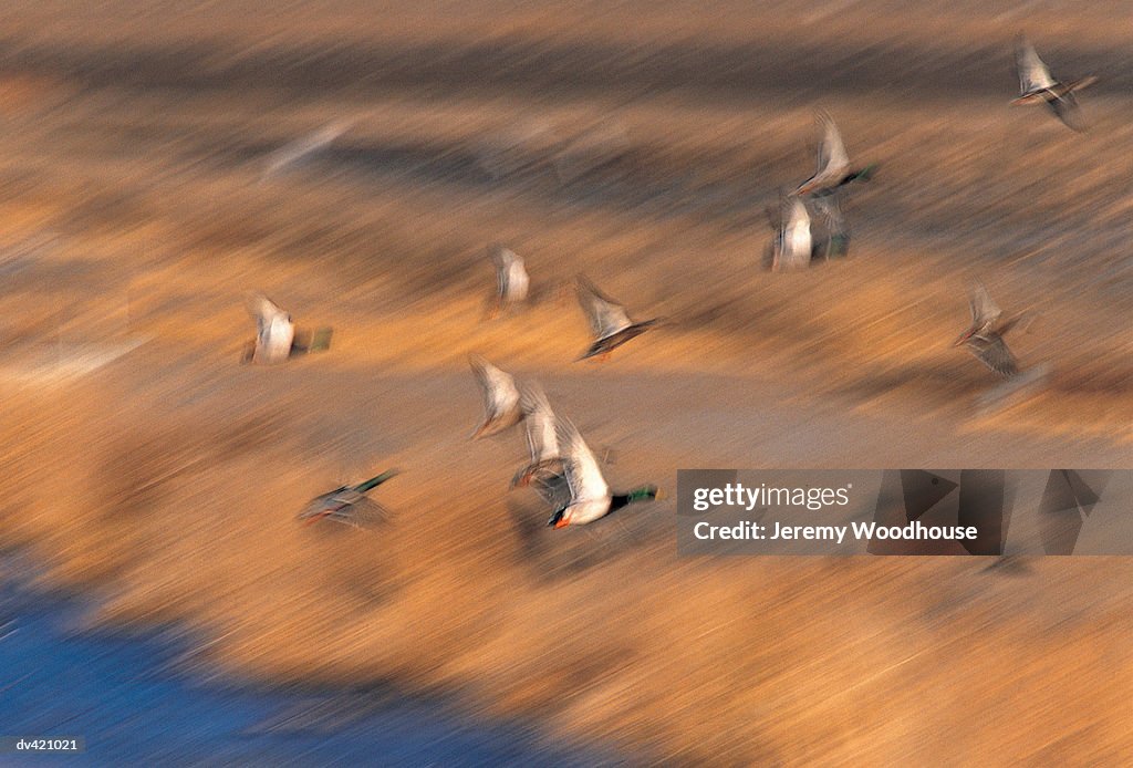 Mallard Ducks (Anas platyrhynchos) in flight, Basque del Apache, New Mexico, USA